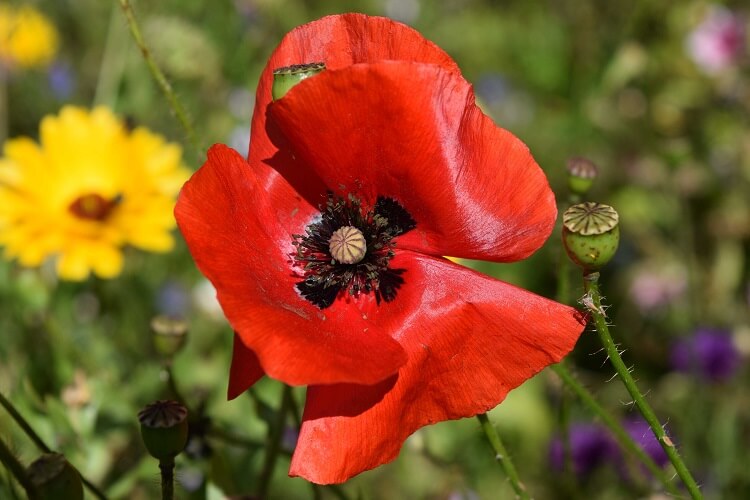 photo of a red wildflower